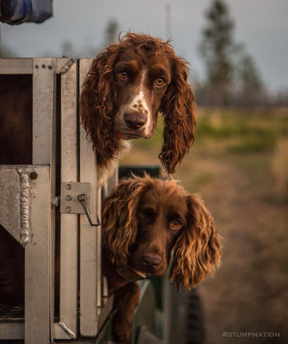 The bird dogs of Three Pines Preserve